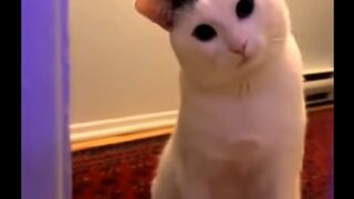Videos for cats to watch???? cat tv? funny video