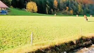 Nice place Pure water Green Area