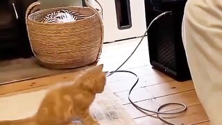 cat funny