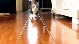Cute Cat funny videos 2023(cat short video)??