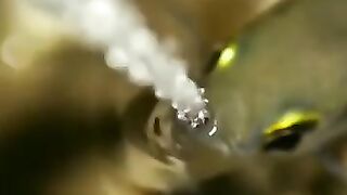 Archerfish hunting video
