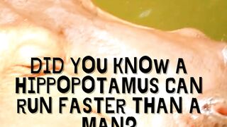 Fun Facts about Hippopotamus