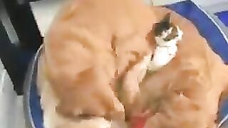 Cat videos cute funny videos! cat videos for cats??