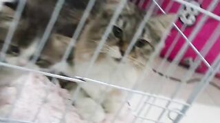2 Mother 2 Kids Kittens