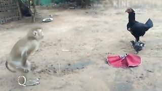 monkey vs cock, monkey fighting with cock, funny video