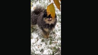 Funny Animals| Adorable Pets Compilation|