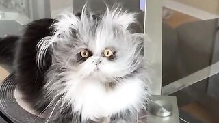 Cute Cat --❤️ #shorts #ytshorts #pets #viral #cute #cat