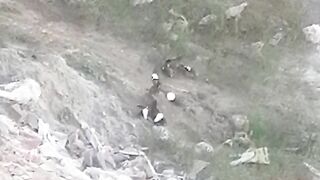 BIRDS FIGHT