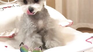 funny dogy video