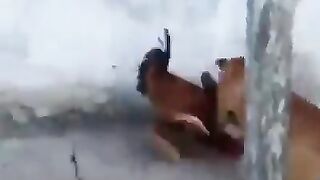 Funny fight ????????????