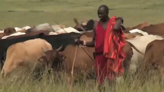 The Unlucky Lion Who Hunted And Hit The Domestic Cow Was Punished By The Aborigines At The Battle.
