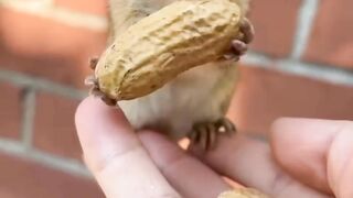Squirrle is eating nuts