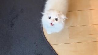 Baby Cats - Funny and Cute Baby Cats Videos Compilation # 1 | Citizen Cats