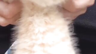 Funny pet cat