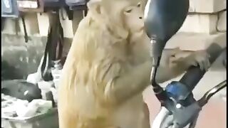 Funny monkey seeing in glass