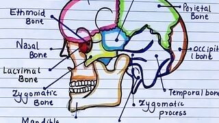 The skull brain ????