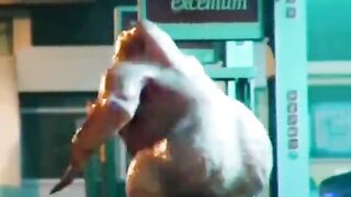 Chicken dance