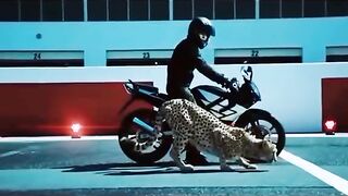 Tiger Race ????