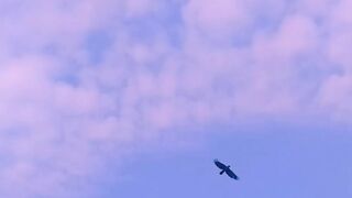 beautiful sky birds flying