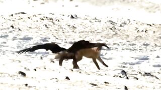 Even_Eagles_Are_Afraid_of_This_Deadly_Bird