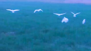Beautiful bird flying