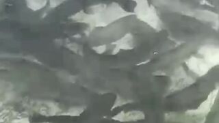 Trout fish ka aisa manzar k pehlay kabhi nahi deka hoga