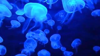 A Tisket A Tasket| LIV Kids Nursery Rhythmes and Songs | HD  NEW VIDEO [Relaxing/study/sleep] HD