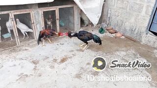 Hens Fight |Turkish hint+pakhoye vs king shamo
