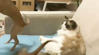 Funny Animal Videos