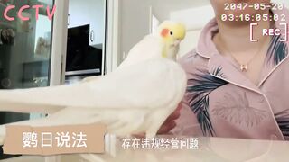 "Parrot-y Business: Hilarious Antics of a Feathery Comedian"