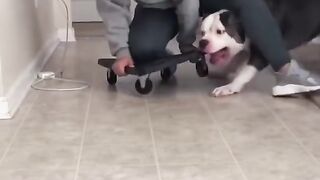 Cat And Dogs Funny Moments ???? || Cat Loving Dog ????|| Funny Clip's