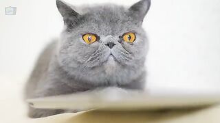 Funny cats ????????????