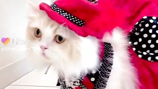 Amazing Cat beautiful cat today choice/suggestions