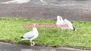 Bird’s ???? attack on food????????
