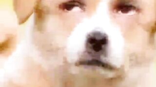 Dog blinks your eyes. Dog wants love