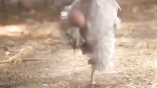 Hen with egg  #short