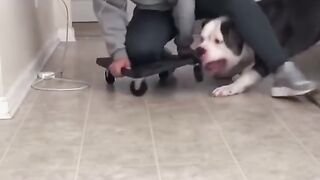 Cat and dog video.