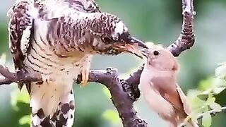 Helpother