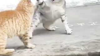 Funny cat videos