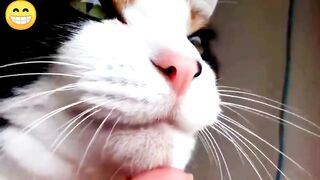 Cat video funny , very beautiful cat funny video clips