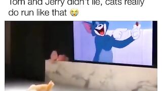 Cats really do run like that ????????