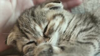 Beautiful cat talking