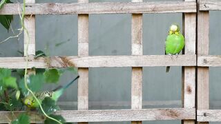 Beautiful pearot talking part1