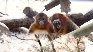 Monkey in jungle eating food