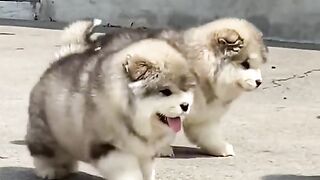Amazing Dogs || Dogs Are Good Friends ????|| Cute Dogs