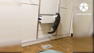 Cat funny video