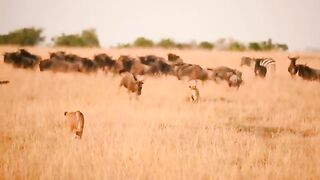 Animal Hunting