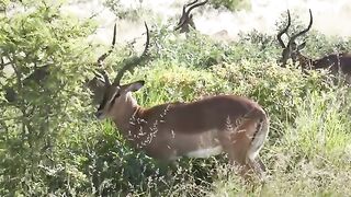 Animals Vedio