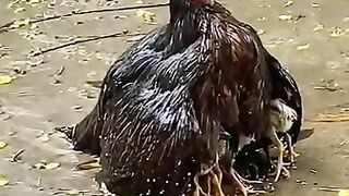 how mother give protection.