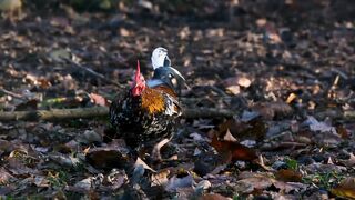 Beautiful Hen in the jungle